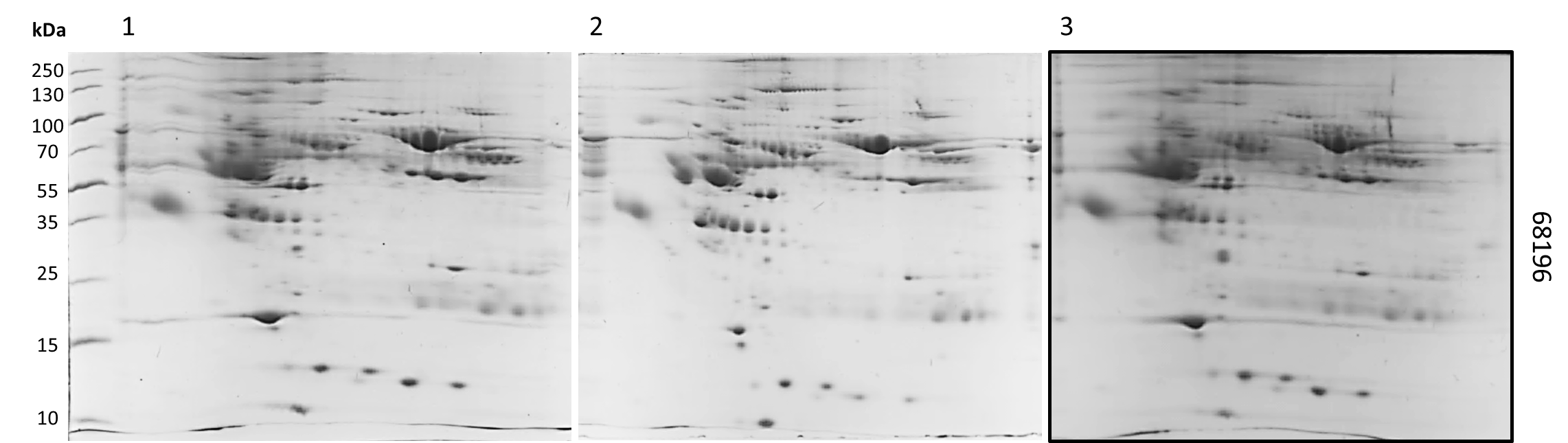 Perfil electroforetico bidimensional de la muestra 68196.png
